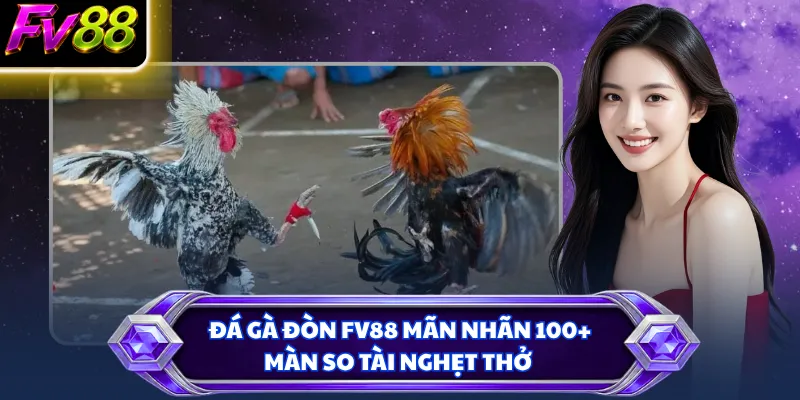 Đá gà đòn FV88 mãn nhãn 100+ màn so tài nghẹt thở
