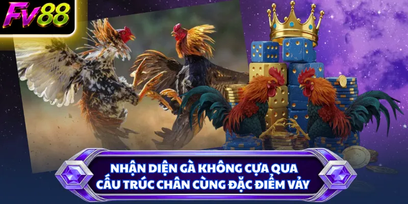 Nhận diện gà không cựa qua cấu trúc chân cùng đặc điểm vảy